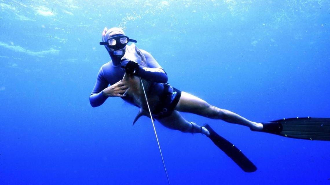 Tony Miranda of the Miami Free Divers spears an amberjack July 23, 1999 near the “Eagle” wreck in Islamorada during practice session for the National Spearfishing Tournament.