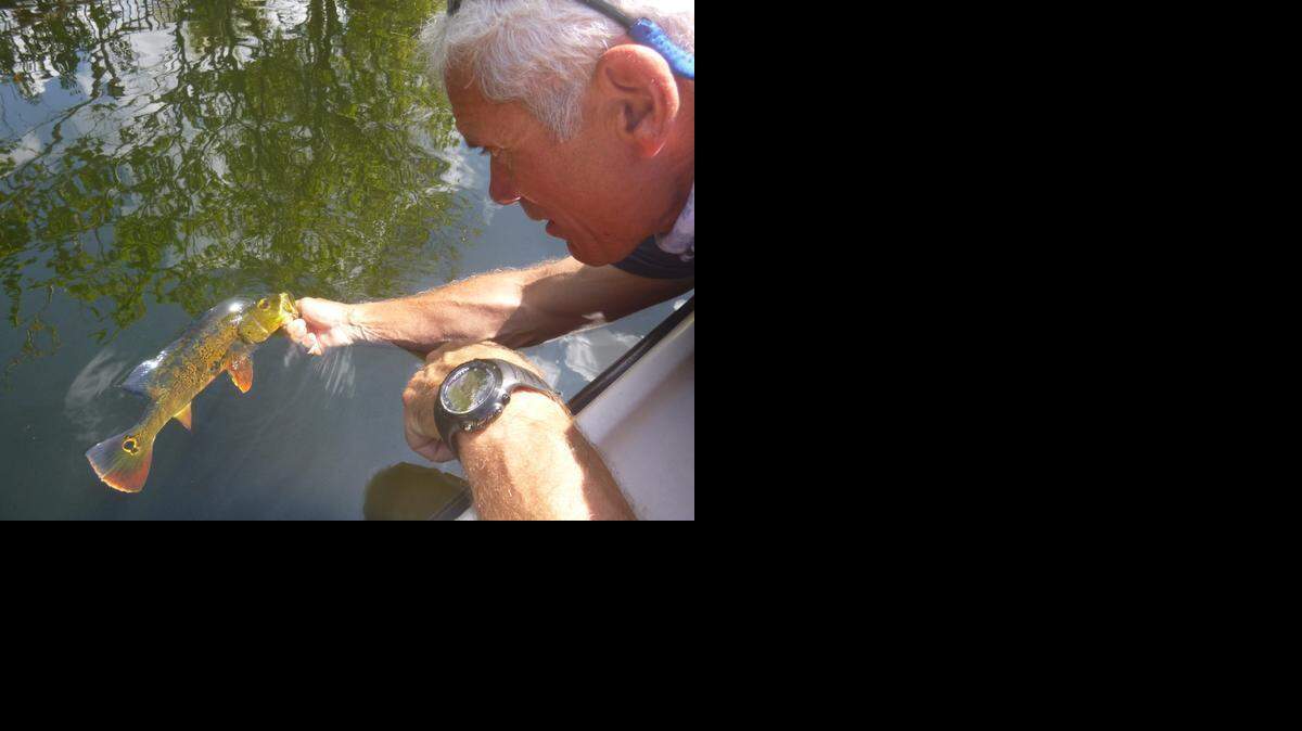 
Jeremy Wade, host of Animal Planet’s ‘River Monsters,’ releases a peacock bass in a canal near Miami International Airport.
