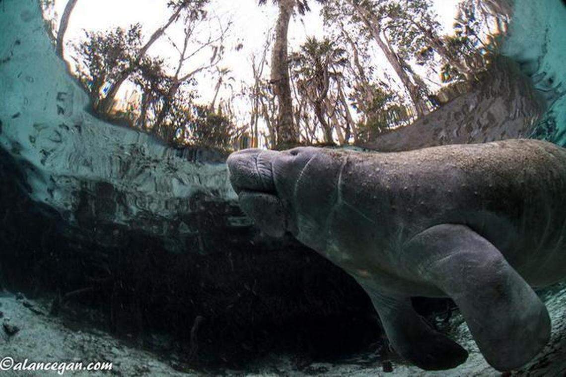 A manatee swims in the clear waters of Three Sisters Springs in Crystal River. Some environmentalists worry the state spends too little to protect springs.