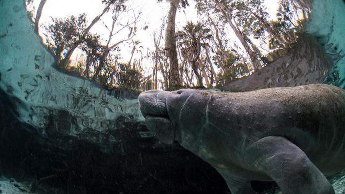 A manatee swims in the transparent waters of Three Sisters Springs in Crystal River. Some environmentalists worry the state spends too little to protect springs.