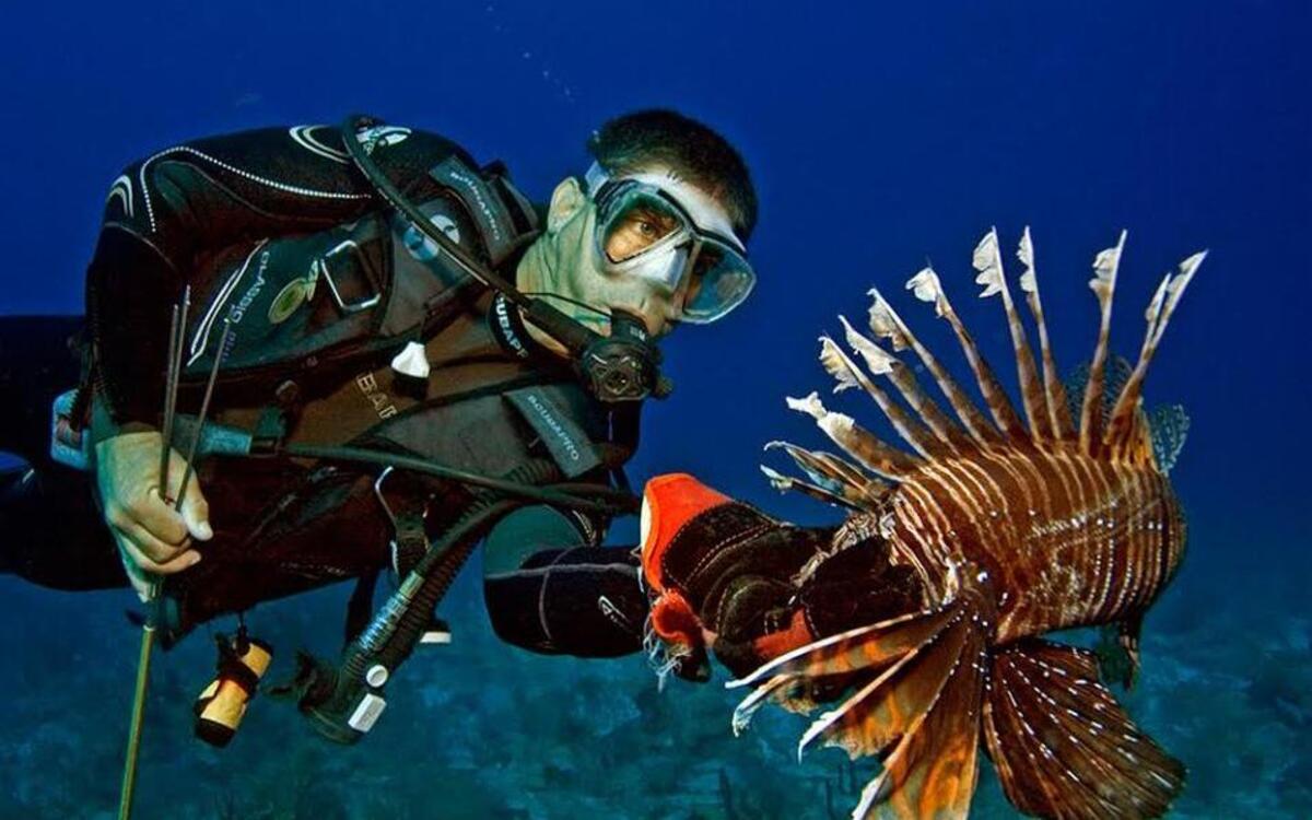 
Lad Akins from the Reef Environmental Education Foundation carefully grasps a football-sized lionfish. The Pacific invaders can destroy reef ecosystems if left unchecked.
