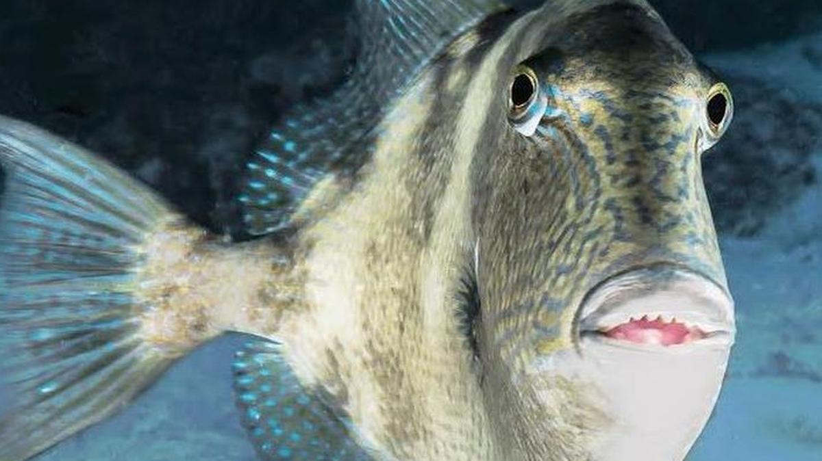 A gray triggerfish swims on Pleasure Reef off the Upper Keys during a recent diving excursion.