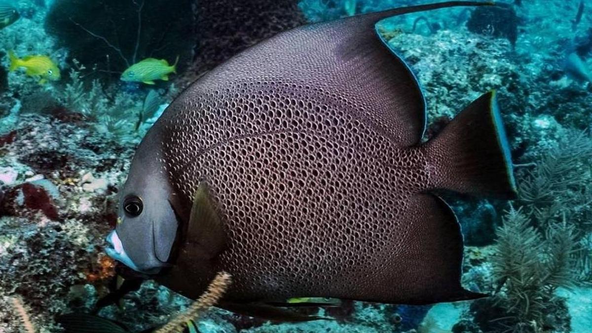 A gray angelfish swims near the Conch Wall.