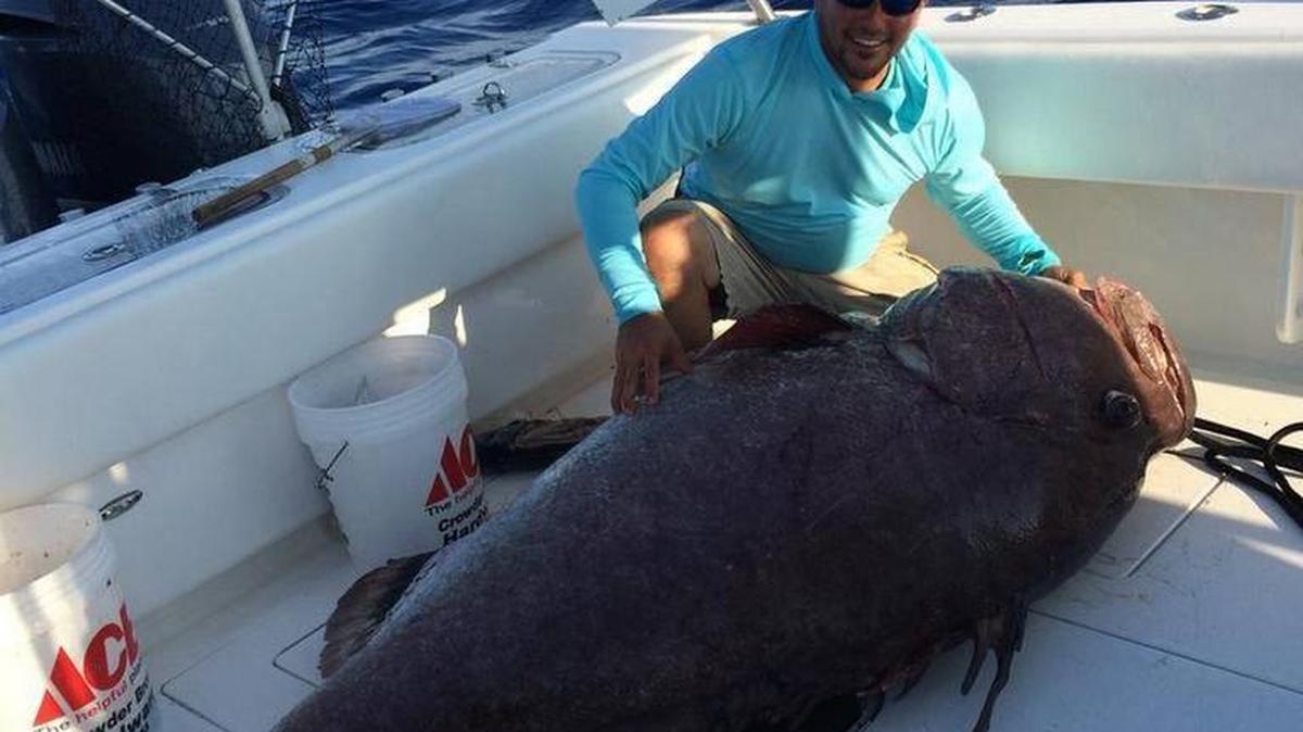 Anthony Panipinto with a 347-pound Warsaw grouper he hooked and was caught by team Jumbo Shrimp during the annual Crosthwait Memorial Fishing Tournament.