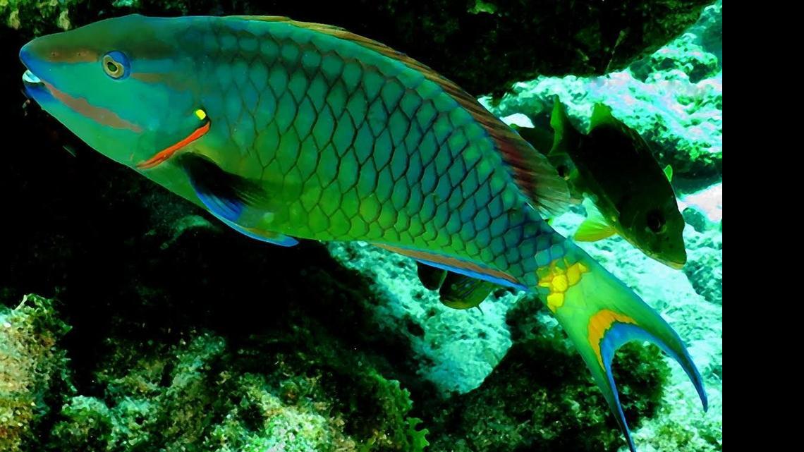
A main culprit in the decline of healthy coral is the loss of parrot fish, above, and other grazers. The fish eat algae and seaweed, which benefits coral reefs and other species..
