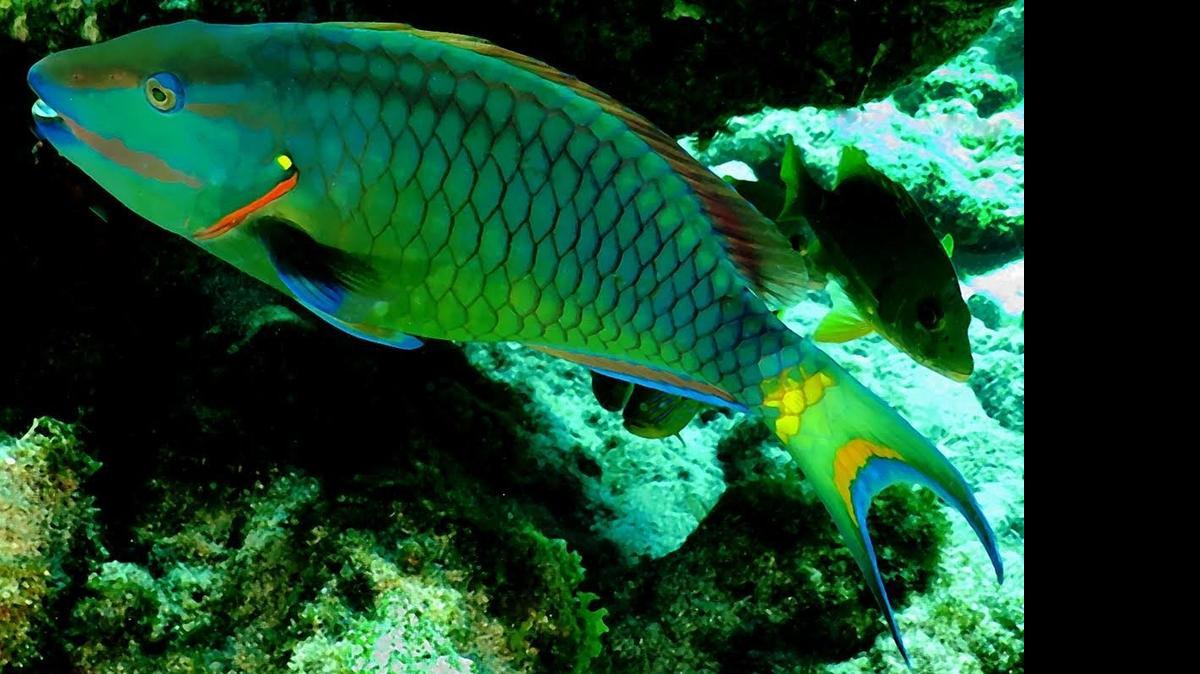 
A main culprit in the decline of healthy coral is the loss of parrot fish, above, and other grazers. The fish eat algae and seaweed, which benefits coral reefs and other species..
