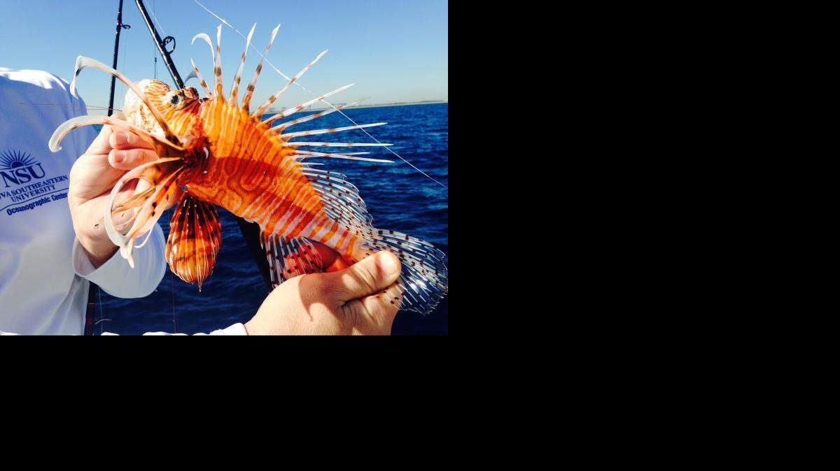 
A close-up of a lionfish weighing more than 1 pound caught by Nova Southeastern University Professor Dave Kerstetter on hook and line off Port Everglades.
