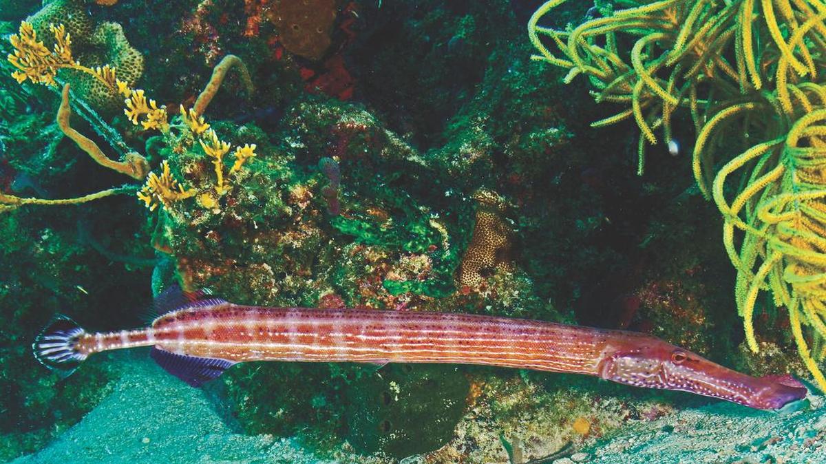 
 A trumpetfish, known for its elaborate courtship ‘dance’ and changing colors to help attract females, swims recently at Victory Reef off Islamorada.
