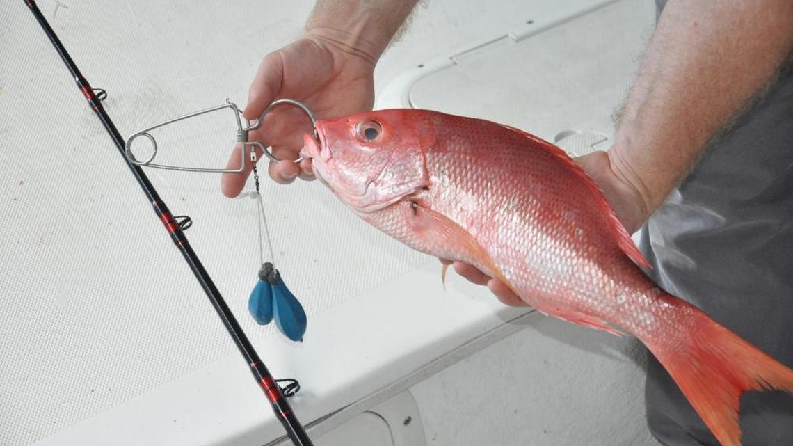 Red snapper on a de-hooking device.