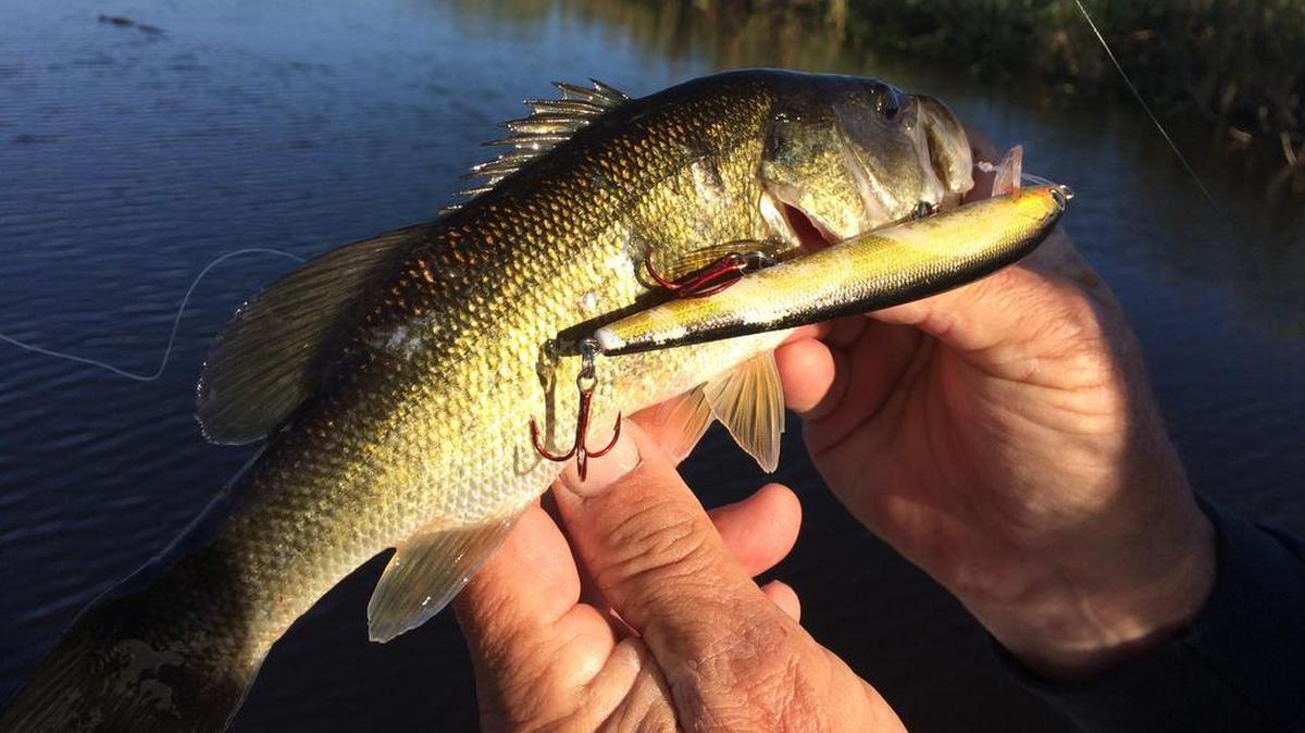 Capt. Alan Zaremba of Hollywood with a peacock bass that hit a Bagley Minnow B jerkbait in an Everglades canal.