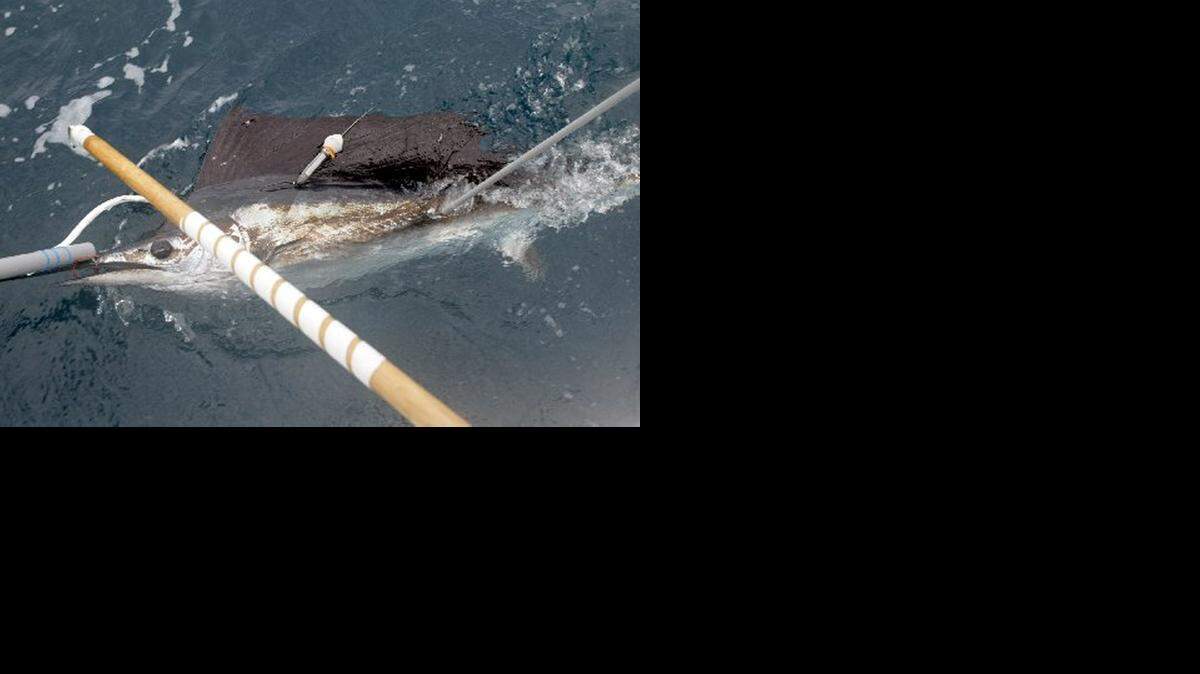 
A sailfish is tagged with an external streamer off Miami.
