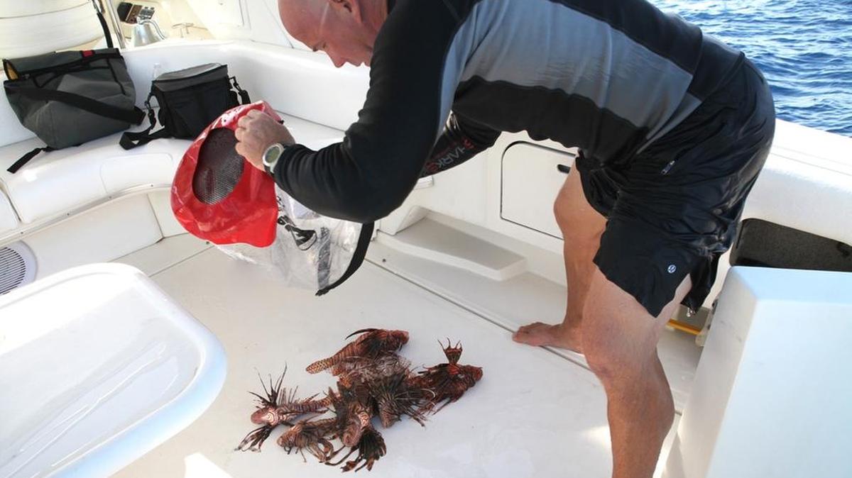 
Eric Billips of Islamorada Dive Center unloads a haul of lionfish he speared a few miles off Islamorada.
