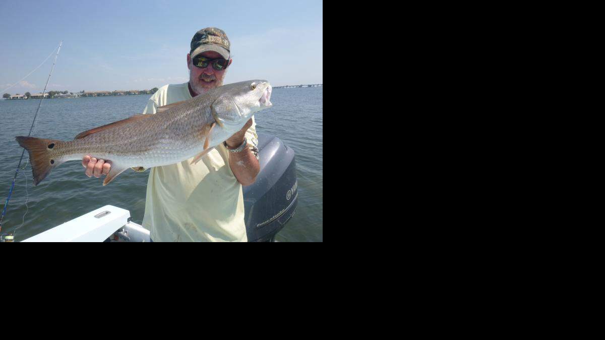 
Captain Scott Moore holds up an over-slot redfish caught by a customer using live bait in Sarasota Bay.
