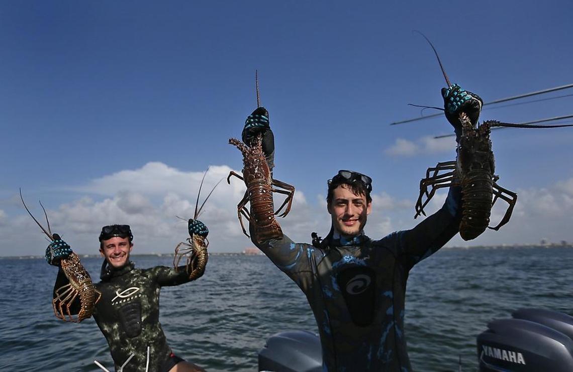 Paul Thompson, 22, left, and Remington Rogers 23, show off their dinner during the state's two-day lobster mini-season in Biscayne Bay on Wednesday, July 26, 2017.