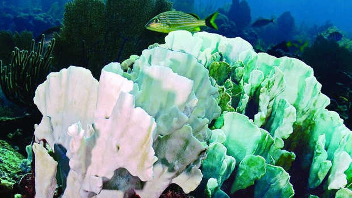 Bleached blade fire coral appears on a dive spot known as 45 Foot Reef.
