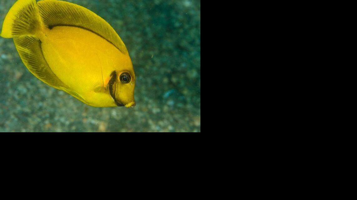 
A chocolate surgeonfish, an exotic invader from the Indo-Pacific, was in Palm Beach County waters.
