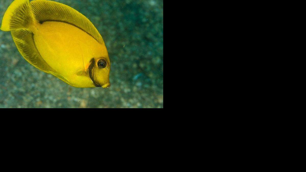 
A chocolate surgeonfish, an exotic invader from the Indo-Pacific, was in Palm Beach County waters.
