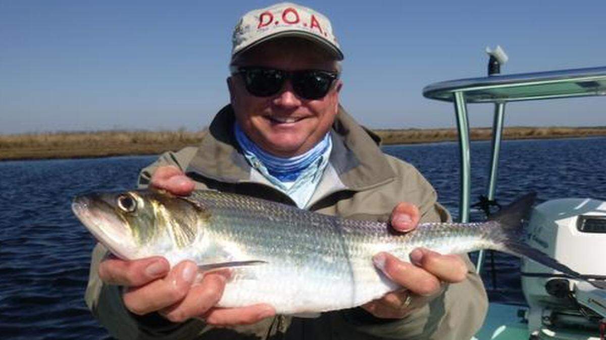 
Captain Mark Benson of Orlando holds up an American shad estimated at 3 pounds caught on light spinning tackle in the St. Johns River near Christmas.
