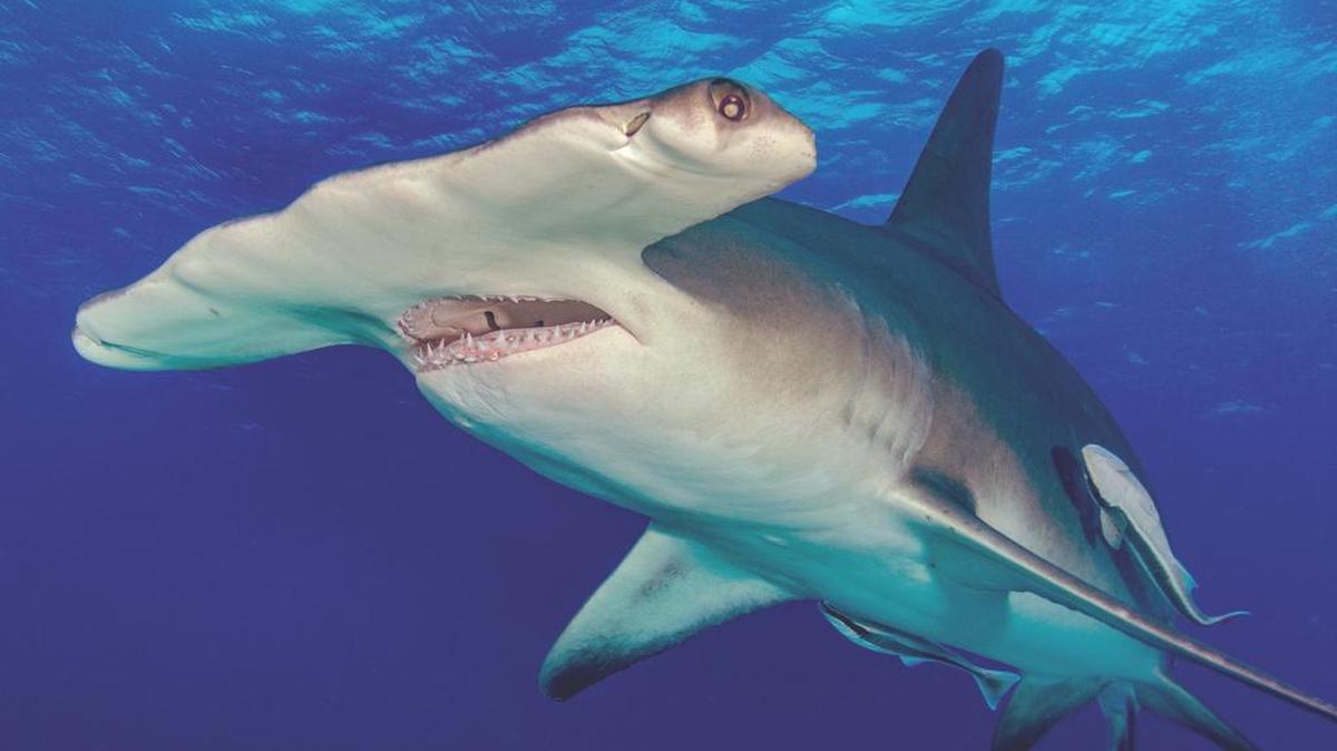 A great hammerhead shark swims in around 25 feet of water off Bimini in the Bahamas during a recent dive.