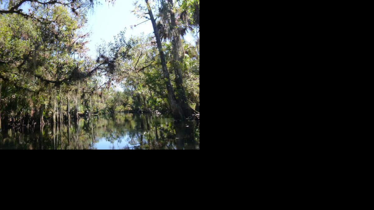
A paddler’s view of the scenic, shady upper section of Fisheating Creek.
