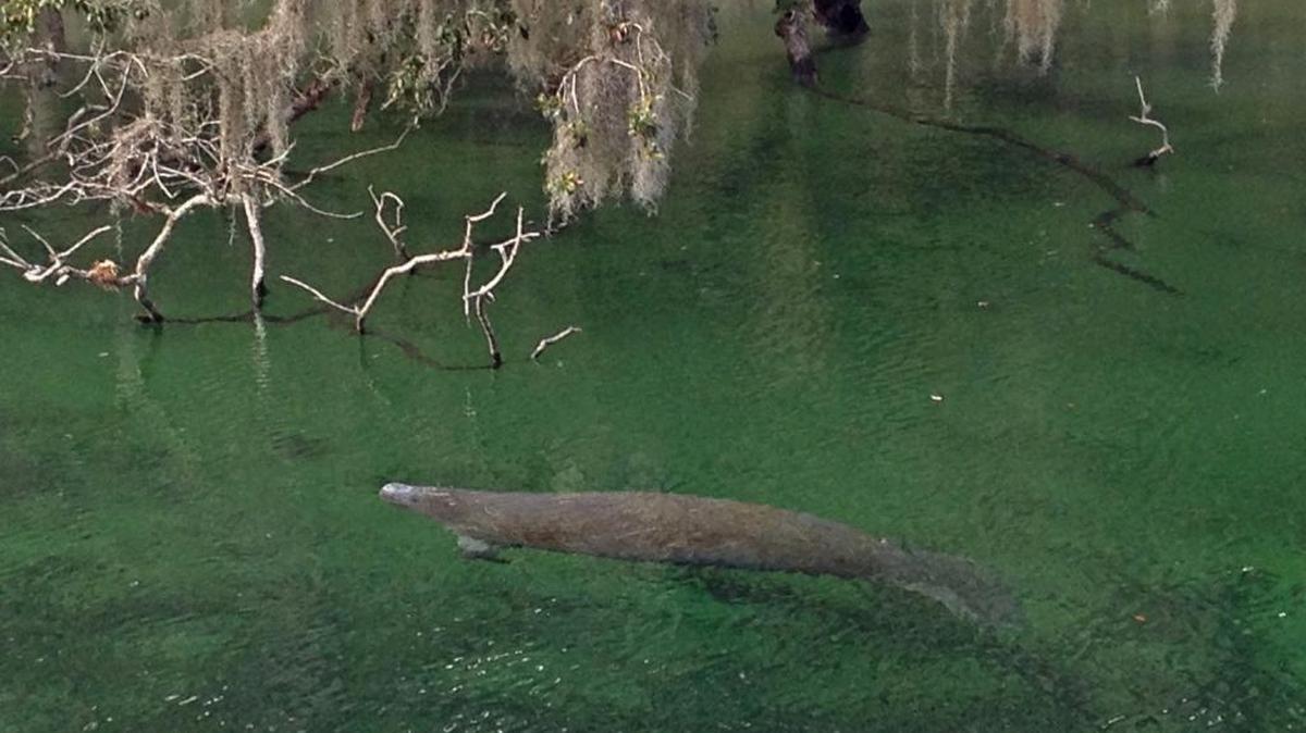 A manatee glides through the water at Blue Spring State Park.