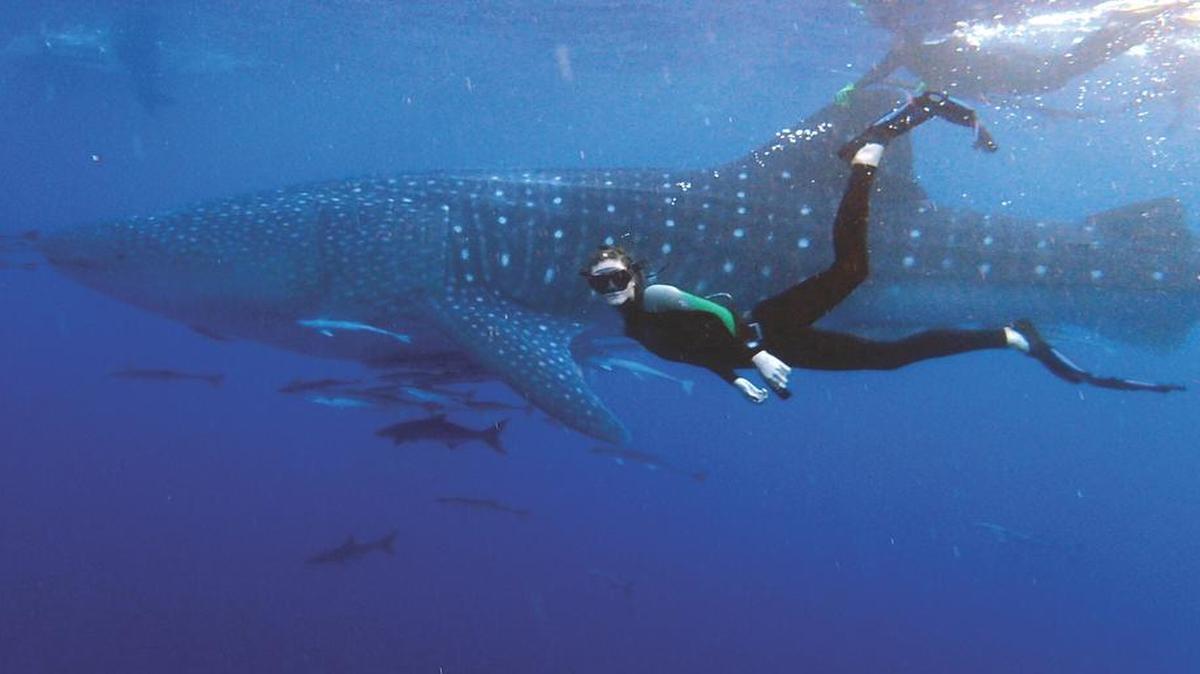 Diving instructor Caitlin Kelliher swims next to an approximately 30-foot-long whale shark above the sunken U.S Coast Guard cutter Duane off Key Largo on Dec. 15.