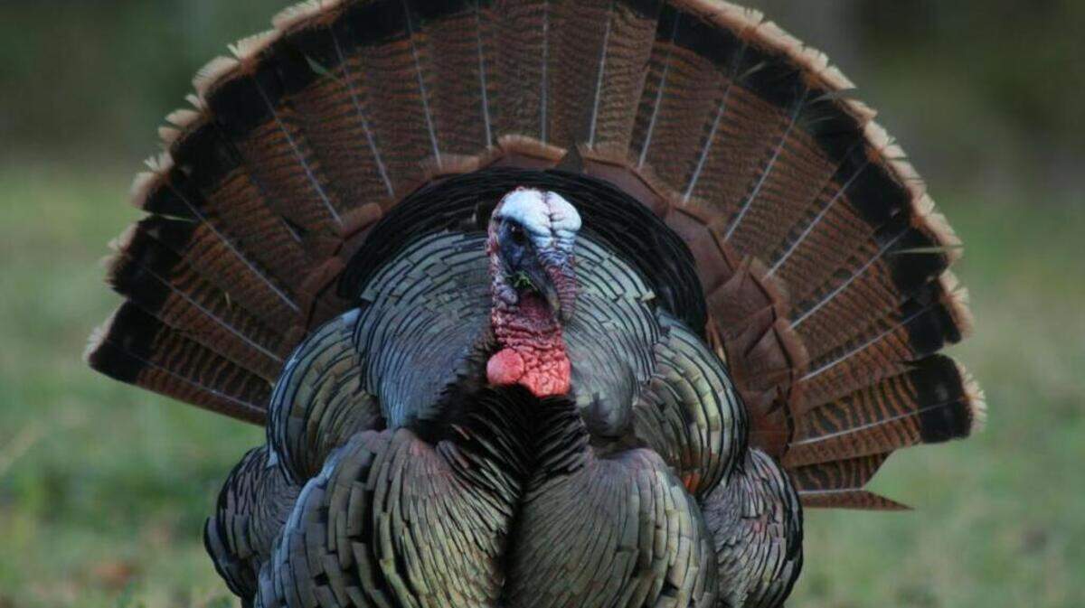 A wild turkey gobbler puffs out its feathers to attract hen turkeys during the spring breeding season.