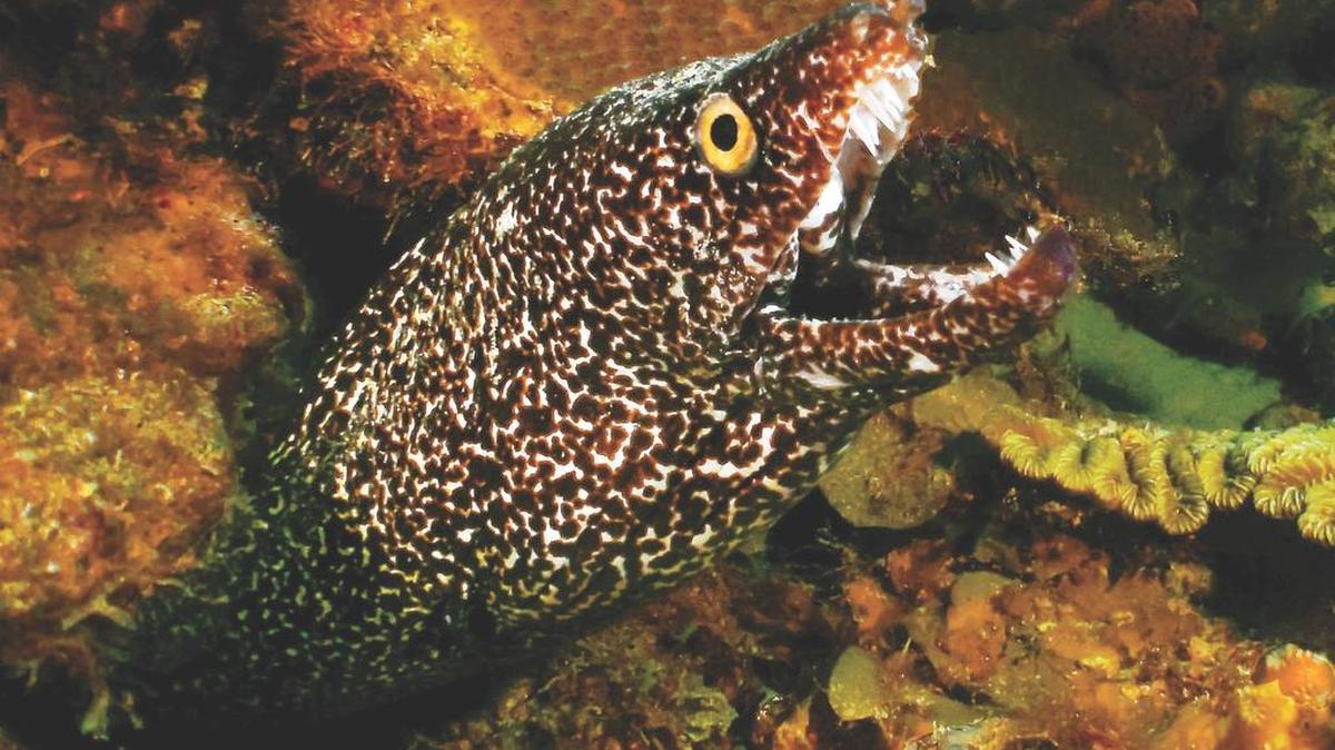 A spotted eel shows its teeth and has a look around during a recent nighttime diving excursion off the Upper Keys.
