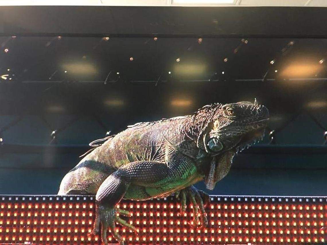 A television closeup of the iguana that appeared during the Tommy Haas-Jiri Vesely match at the Miami Open.